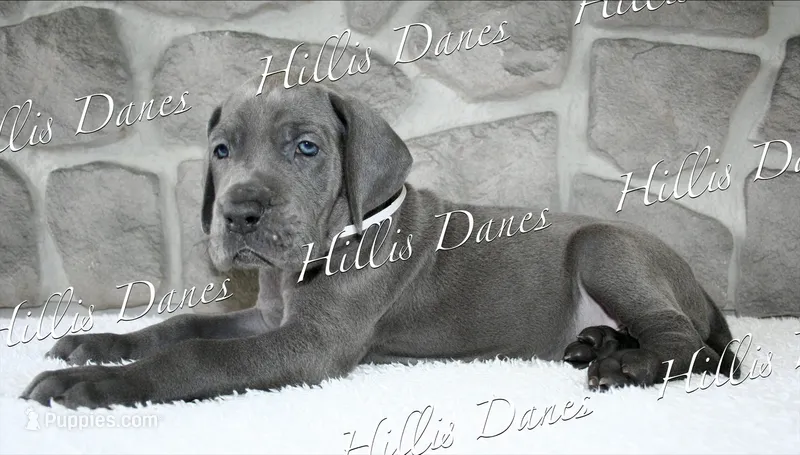 Rayne – Great Dane puppy on hold in Millersport, OH
