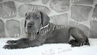 Rayne, a female Great Dane for sale in Millersport, OH – 1 of 10