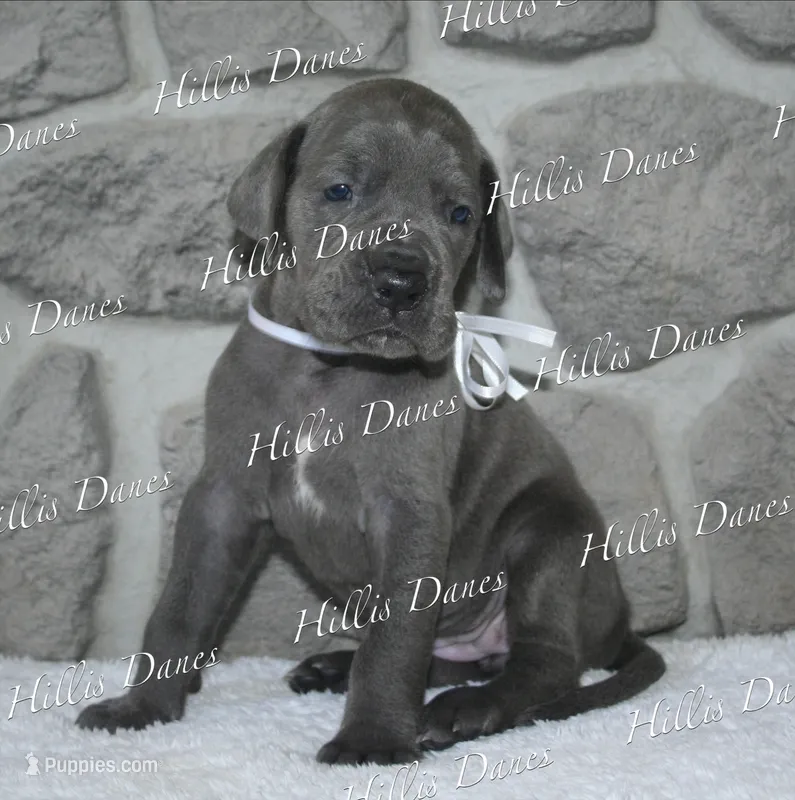 Rayne – Great Dane puppy for sale in Millersport, OH