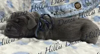 Regen , a male Great Dane for sale in Millersport, OH – 1 of 3