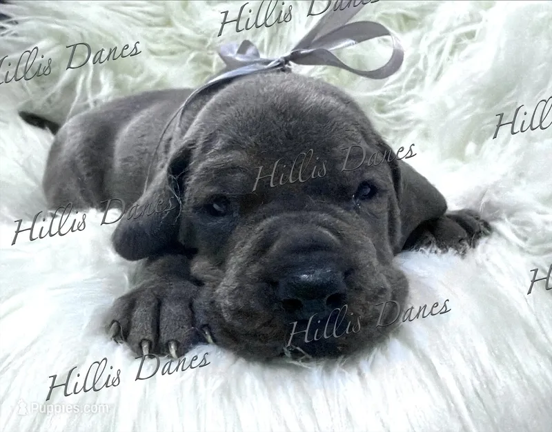 Thunder  – Great Dane puppy on hold in Millersport, OH