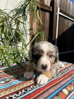Miffy, a female Australian Shepherd for sale in Huntington Beach, CA – Photo 5 of 10