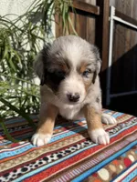 Miffy, a female Australian Shepherd for sale in Huntington Beach, CA – Photo 4 of 10