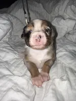 Miffy, a female Australian Shepherd for sale in Huntington Beach, CA – Photo 3 of 10