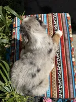 Miffy, a female Australian Shepherd for sale in Huntington Beach, CA – Photo 10 of 10