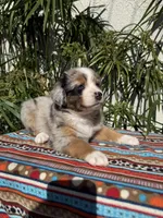 Miffy, a female Australian Shepherd for sale in Huntington Beach, CA – Photo 8 of 10