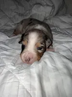 Miffy, a female Australian Shepherd for sale in Huntington Beach, CA – Photo 2 of 10