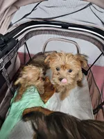 Ginger, a female Yorkshire Terrier for sale in Crystal River, FL – 6 of 9