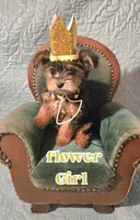 Flower, a female Yorkshire Terrier for sale in Crystal River, FL – 1 of 1