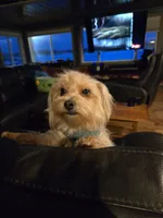  Shanaugh, a female Yorkshire Terrier for sale in Crystal River, FL – 3 of 4