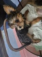 Tiny Flower, a female Yorkshire Terrier for sale in Crystal River, FL – 6 of 8