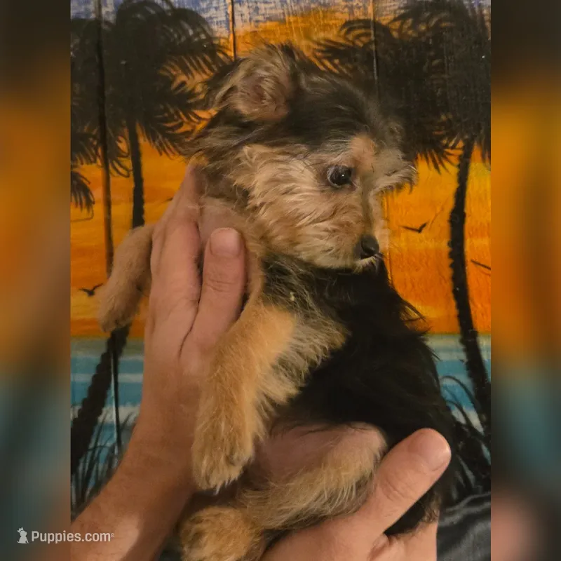 Elsa – Yorkshire Terrier puppy for sale in Crystal River, FL