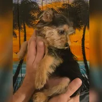 Elsa, a female Yorkshire Terrier for sale in Crystal River, FL – 3 of 9