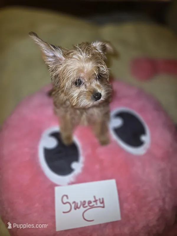 Tiny Sweety – Yorkshire Terrier puppy for sale in Crystal River, FL