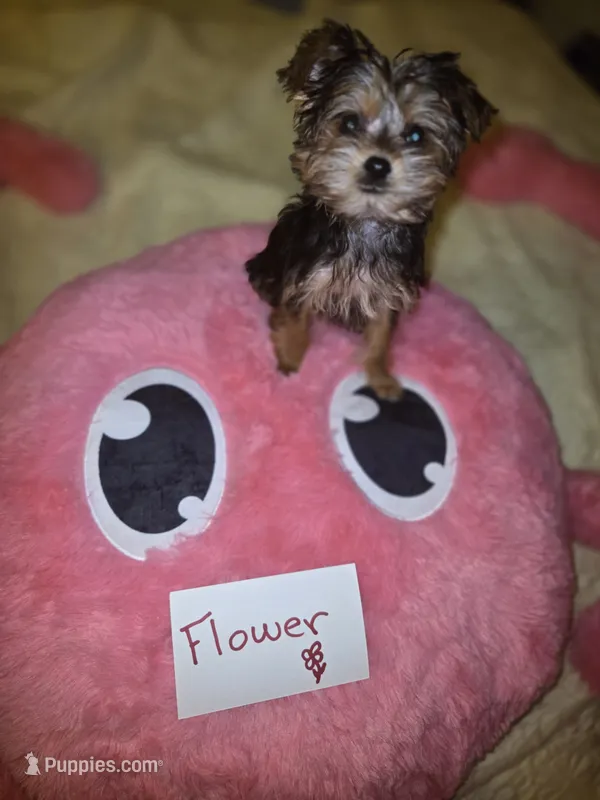 Tiny Flower – Yorkshire Terrier puppy for sale in Crystal River, FL