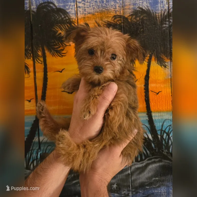 Ginger – Yorkshire Terrier puppy for sale in Crystal River, FL