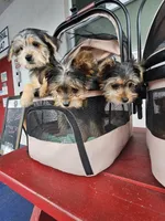 Elsa, a female Yorkshire Terrier for sale in Crystal River, FL – 7 of 9