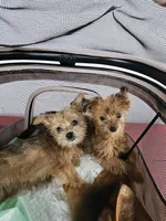 Ginger, a female Yorkshire Terrier for sale in Crystal River, FL – 7 of 9