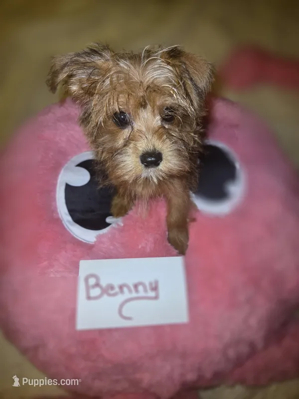Benny – Yorkshire Terrier puppy for sale in Crystal River, FL