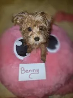 Benny, a male Yorkshire Terrier for sale in Crystal River, FL – 2 of 6