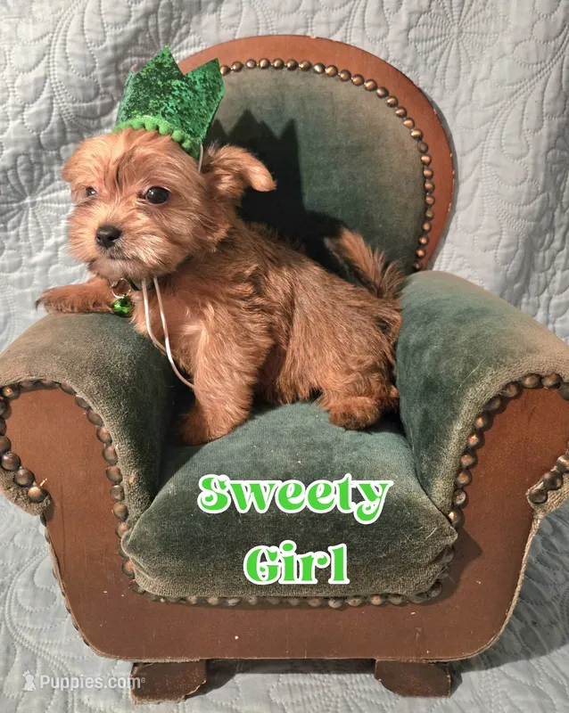 Sweety – Yorkshire Terrier puppy for sale in Crystal River, FL