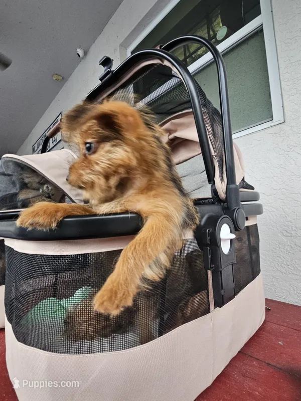 Benny – Yorkshire Terrier puppy for sale in Crystal River, FL
