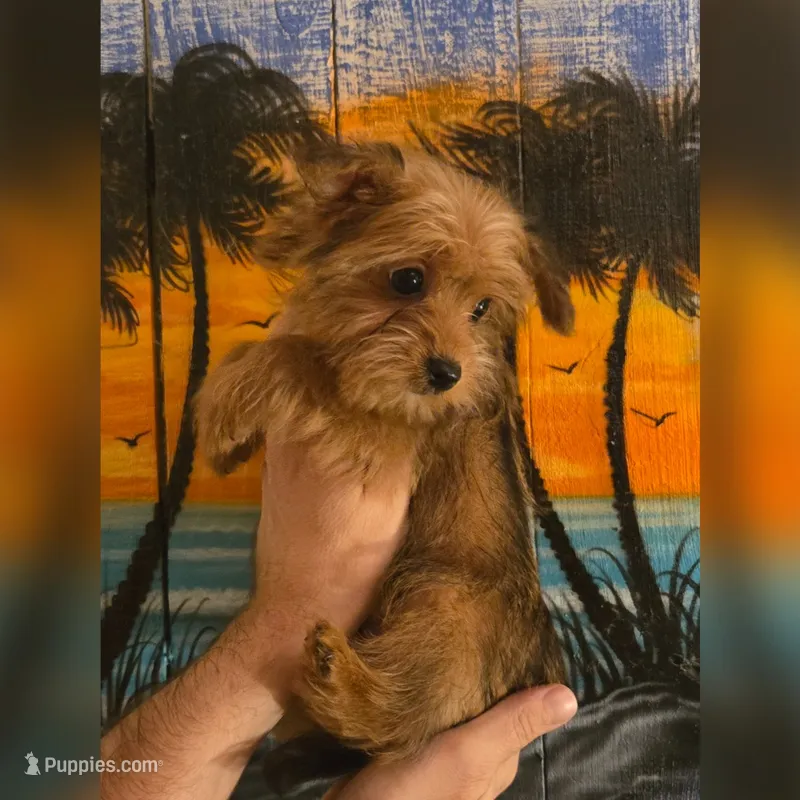 Benny – Yorkshire Terrier puppy for sale in Crystal River, FL