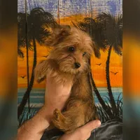 Benny, a male Yorkshire Terrier for sale in Crystal River, FL – 3 of 6