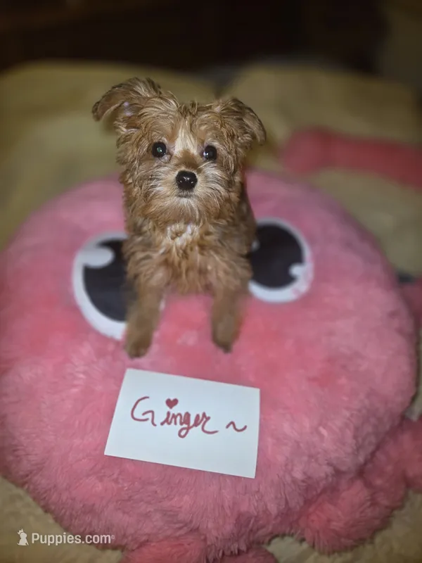 Ginger – Yorkshire Terrier puppy for sale in Crystal River, FL