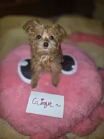 Ginger, a female Yorkshire Terrier for sale in Crystal River, FL – 2 of 9