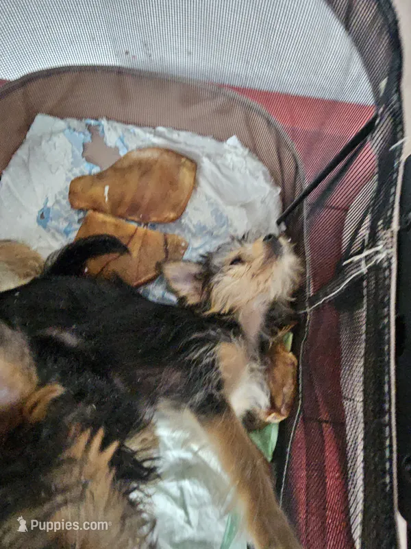 Elsa – Yorkshire Terrier puppy for sale in Crystal River, FL