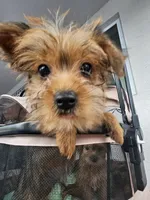 Ginger, a female Yorkshire Terrier for sale in Crystal River, FL – 9 of 9