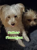 Finnegan, a male Yorkshire Terrier for sale in Crystal River, FL – 3 of 4