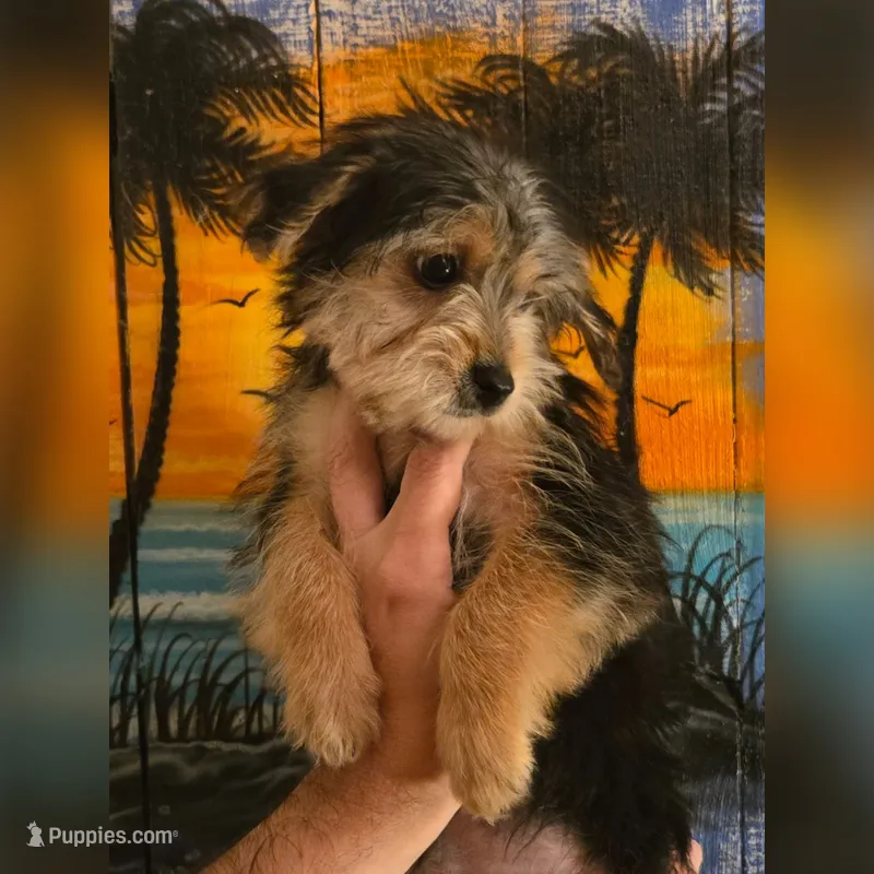 Bowser – Yorkshire Terrier puppy for sale in Crystal River, FL