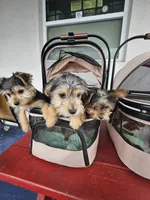 Elsa, a female Yorkshire Terrier for sale in Crystal River, FL – 6 of 9