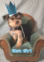 Elsa, a female Yorkshire Terrier for sale in Crystal River, FL – 1 of 1