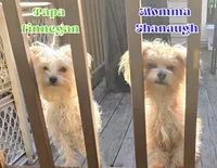 Finnegan, a male Yorkshire Terrier for sale in Crystal River, FL – 2 of 4