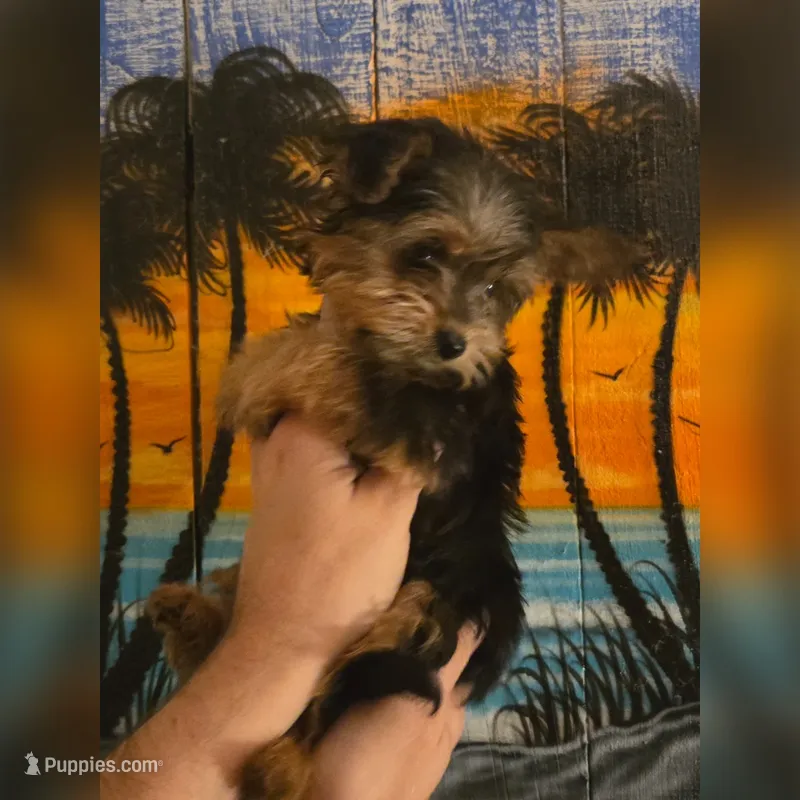 Tiny Flower – Yorkshire Terrier puppy for sale in Crystal River, FL
