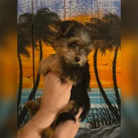 Tiny Flower, a female Yorkshire Terrier for sale in Crystal River, FL – 3 of 8