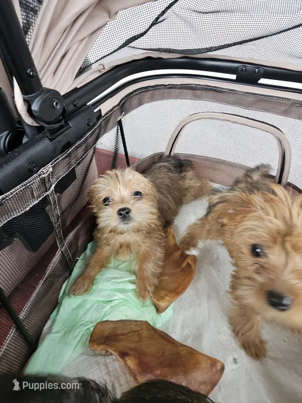 Tiny Sweety – Yorkshire Terrier puppy for sale in Crystal River, FL