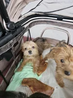 Tiny Sweety, a female Yorkshire Terrier for sale in Crystal River, FL – 1 of 8
