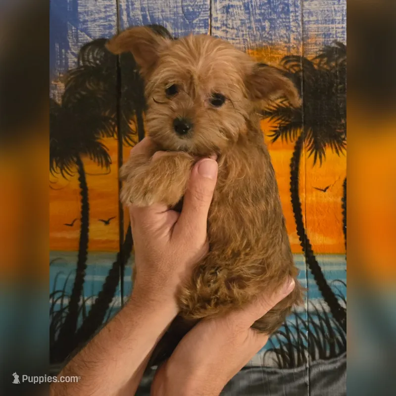 Tiny Sweety – Yorkshire Terrier puppy for sale in Crystal River, FL
