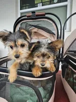 Tiny Flower, a female Yorkshire Terrier for sale in Crystal River, FL – 5 of 8