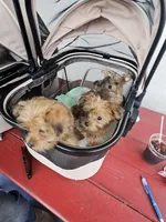 Benny, a male Yorkshire Terrier for sale in Crystal River, FL – 6 of 6