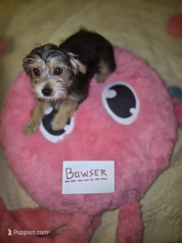 Bowser – Yorkshire Terrier puppy on hold in Crystal River, FL