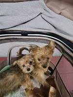 Ginger, a female Yorkshire Terrier for sale in Crystal River, FL – 8 of 9
