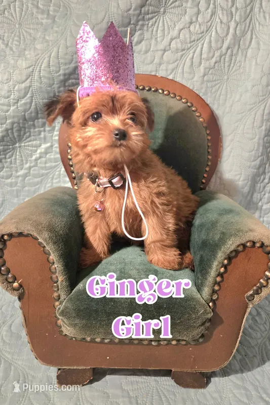 Ginger – Yorkshire Terrier puppy for sale in Crystal River, FL