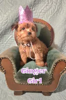 Ginger, a female Yorkshire Terrier for sale in Crystal River, FL – 1 of 1