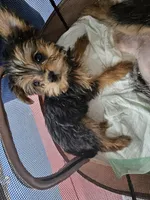 Tiny Flower, a female Yorkshire Terrier for sale in Crystal River, FL – 8 of 8