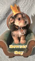 Bowser, a male Yorkshire Terrier for sale in Crystal River, FL – 1 of 1